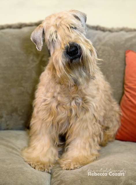 Soft Coated Wheaten Terrier Colors